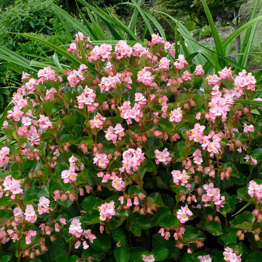 Image of Begonia 'Immortality' taken at Juniper Level Botanic Gdn, NC by JLBG