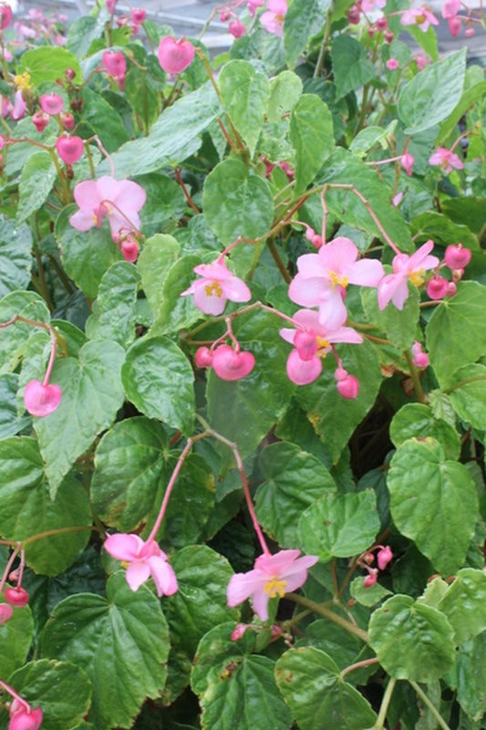 Image of Begonia 'Smooch' taken at Juniper Level Botanic Gdn, NC by JLBG