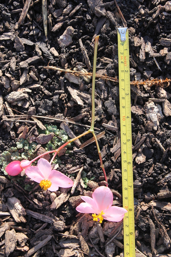 Image of Begonia 'Smooch' taken at Juniper Level Botanic Gdn, NC by JLBG