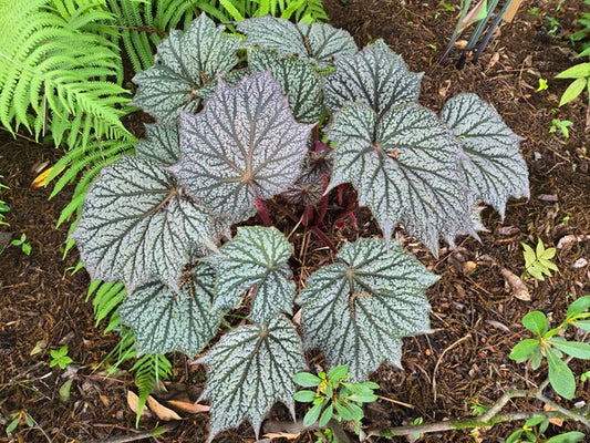 Image of Begonia 'Sterling Moon' PP 33,164 taken at Juniper Level Botanic Gdn, NC by JLBG