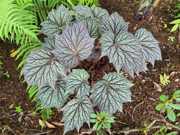 Image of Begonia 'Sterling Moon' PP 33,164 taken at Juniper Level Botanic Gdn, NC by JLBG