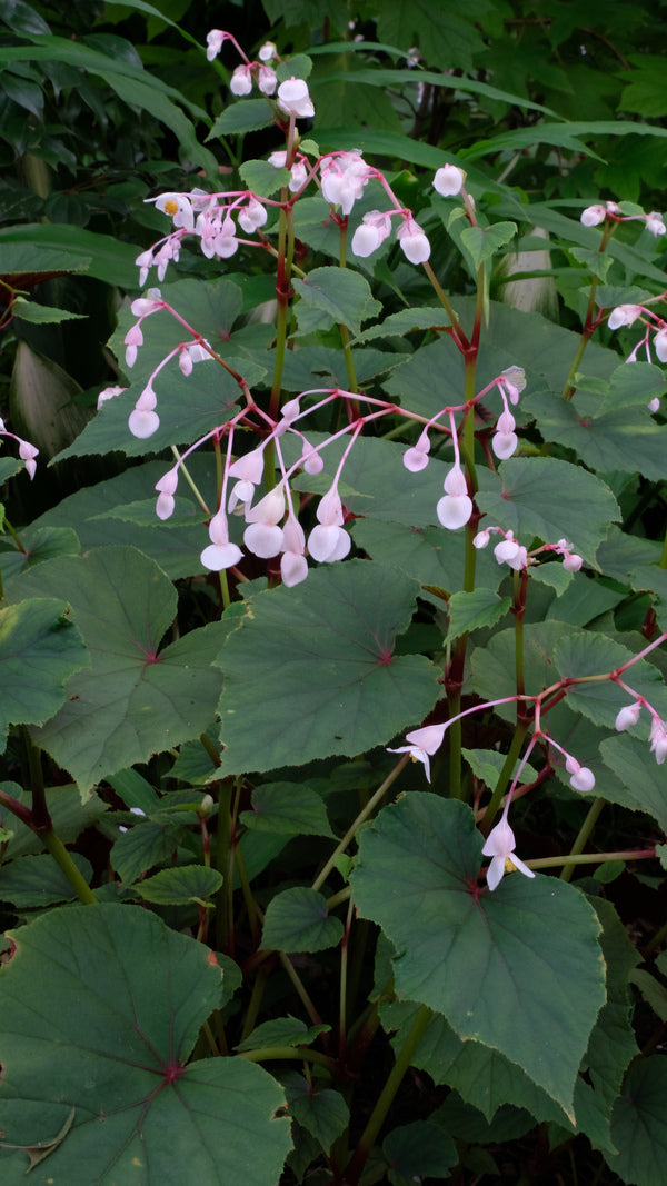 Image of Begonia grandis 'Alba' taken at Juniper Level Botanic Gdn, NC by JLBG