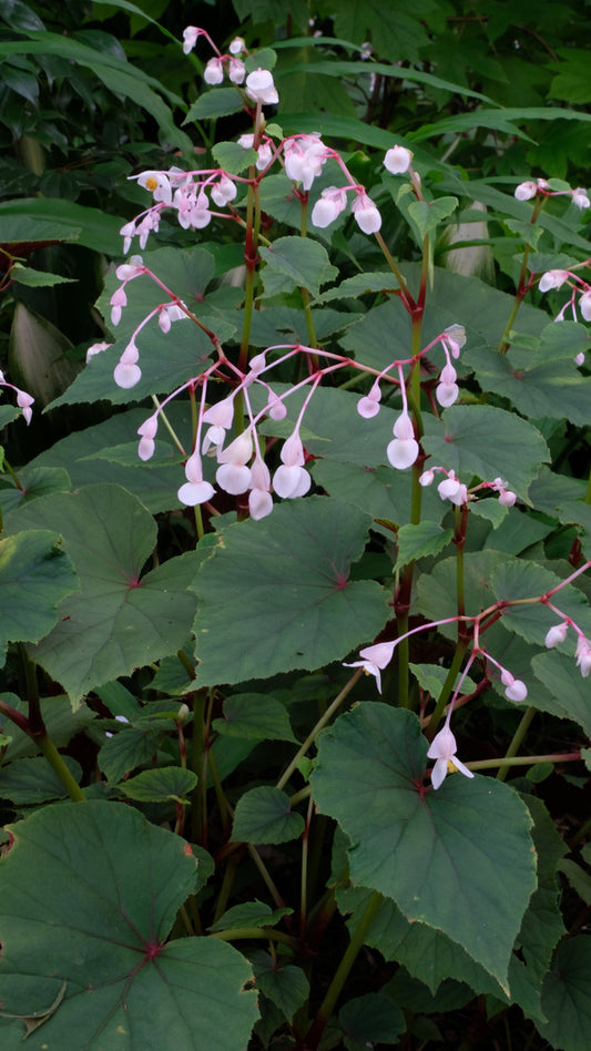 Image of Begonia grandis 'Alba' taken at Juniper Level Botanic Gdn, NC by JLBG