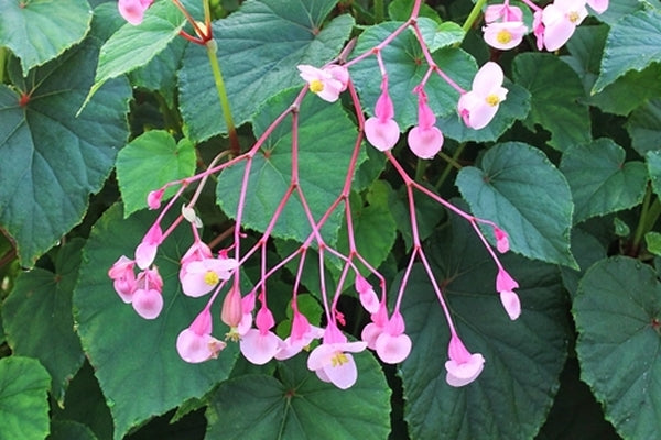 Image of Begonia grandis 'Heron's Pirouette' taken at Juniper Level Botanic Gdn, NC by JLBG