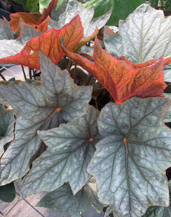 Image of Begonia sp. 'Pewterware' taken at Juniper Level Botanic Gdn, NC by C. Hardison
