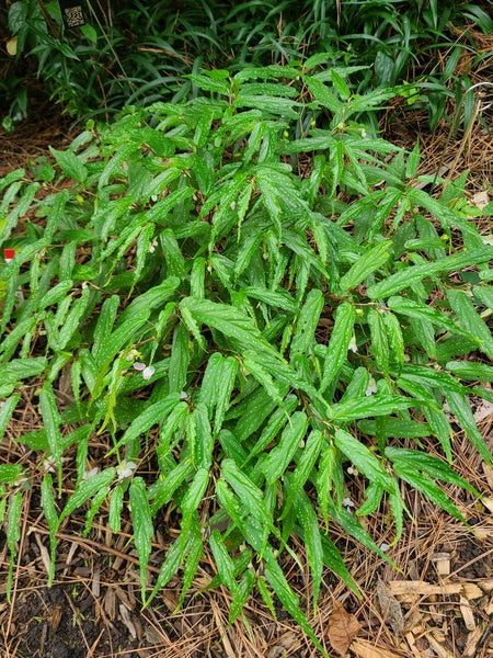 Image of Begonia taiwaniana 'Alishan Angel' taken at Juniper Level Botanic Gdn, NC by JLBG