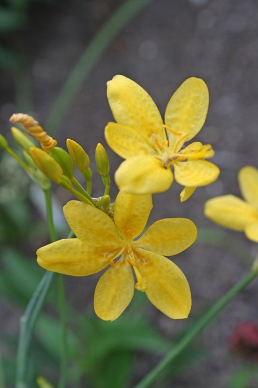 Image of Belamcanda chinensis 'Gone with the Wind' taken at Juniper Level Botanic Gdn, NC by JLBG