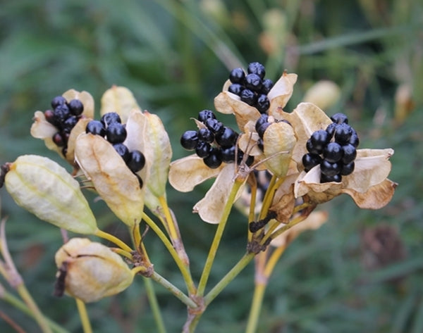 Image of Belamcanda chinensis 'Gone with the Wind' taken at Juniper Level Botanic Gdn, NC by JLBG