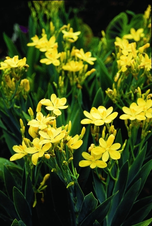 Image of Belamcanda chinensis 'Hello Yellow' taken at Juniper Level Botanic Gdn, NC by JLBG
