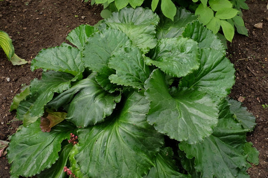 Image of Bergenia 'Ripple Effect' PP 35,105 taken at Walters Gardens, MI by JLBG