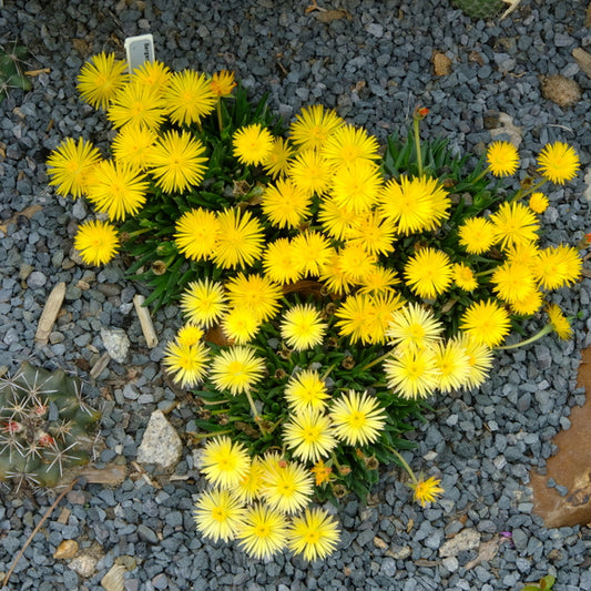 Image of Bergeranthus vespertinus taken at Juniper Level Botanic Gdn, NC by JLBG