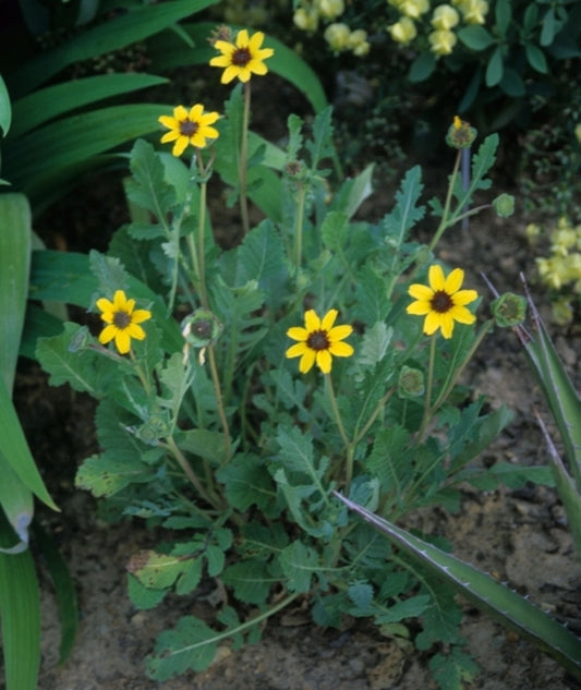 Image of Berlandiera lyrata taken at Juniper Level Botanic Gdn, NC by JLBG