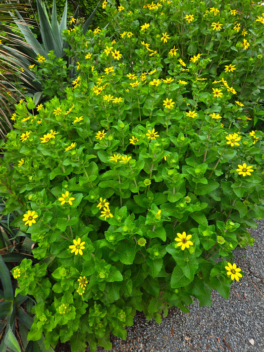 Image of Berlandiera pumila 'Chocoholic' taken at Juniper Level Botanic Gdn, NC by JLBG