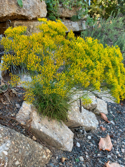 Image of Bigelowia nuttallii taken at Juniper Level Botanic Gdn, NC by Lidia Churakova
