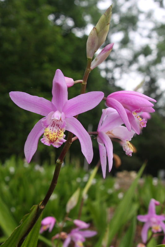 Image of Bletilla 'Brigantes' taken at Juniper Level Botanic Gdn, NC by JLBG