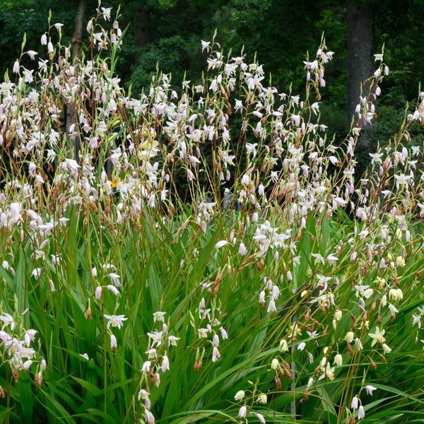 Image of Bletilla 'Candles in the Wind' taken at Juniper Level Botanic Gdn, NC by JLBG