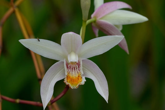 Image of Bletilla 'Candles in the Wind' taken at Juniper Level Botanic Gdn, NC by JLBG