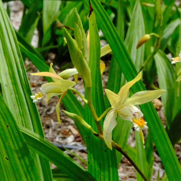 Image of Bletilla 'Summer Moonshine' taken at Juniper Level Botanic Gdn, NC by JLBG