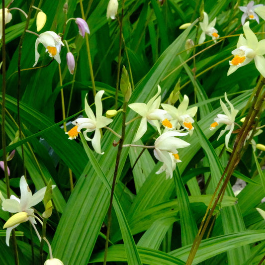 Image of Bletilla ochracea 'Dawn's Early Light' taken at Juniper Level Botanic Gdn, NC by JLBG