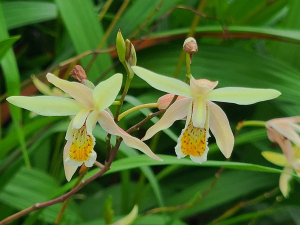 Image of Bletilla ochracea 'Summer Sunshine' taken at Juniper Level Botanic Gdn, NC by JLBG
