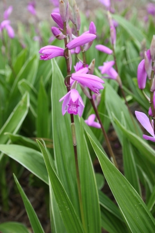 Image of Bletilla striata 'Albostriata' taken at Juniper Level Botanic Gdn, NC by JLBG