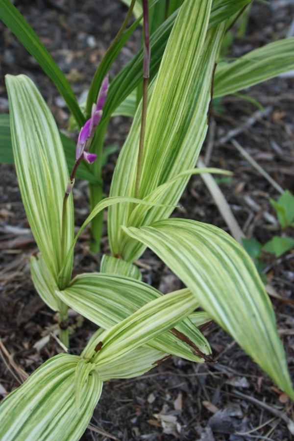 Image of Bletilla striata 'Gotemba Stripes' taken at Juniper Level Botanic Gdn, NC by JLBG