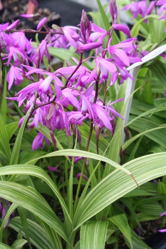 Image of Bletilla striata 'Gotemba Stripes' taken at Juniper Level Botanic Gdn, NC by JLBG