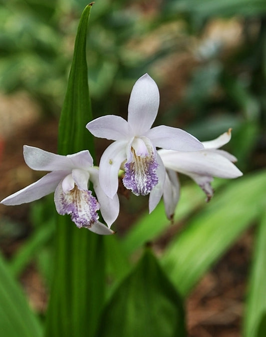 Image of Bletilla striata 'Murasaki Shikibu' taken at Juniper Level Botanic Gdn, NC by JLBG