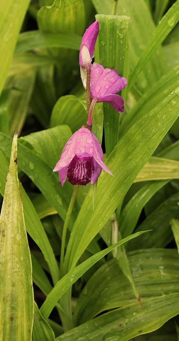 Image of Bletilla striata 'Ogon' taken at Juniper Level Botanic Gdn, NC by JLBG