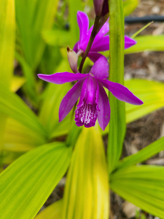 Image of Bletilla striata 'Ogon' taken at Juniper Level Botanic Gdn, NC by JLBG