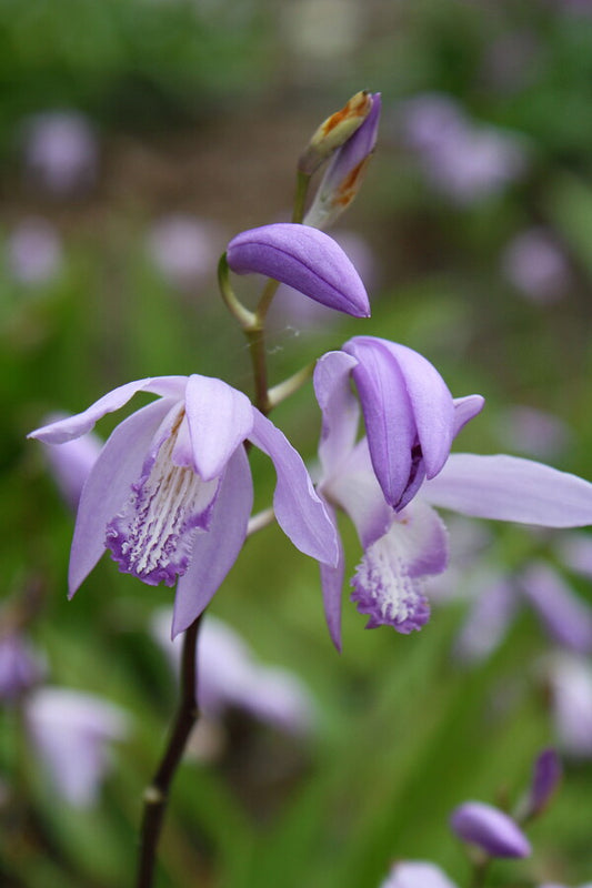 Image of Bletilla striata 'Soryu' taken at Juniper Level Botanic Gdn, NC by JLBG