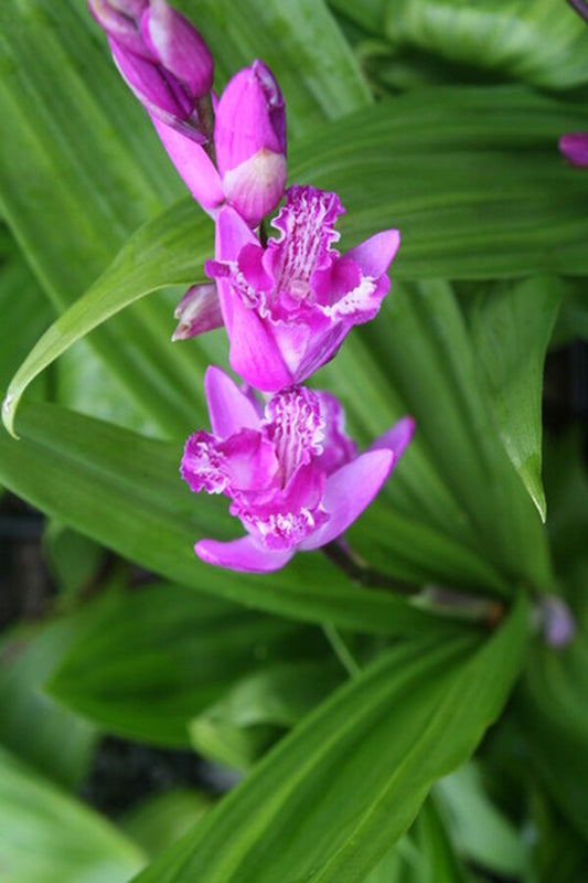 Image of Bletilla striata 'Tri-Lips' taken at Juniper Level Botanic Gdn, NC by JLBG