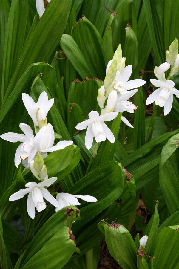 Image of Bletilla striata 'White Pearl' taken at Juniper Level Botanic Gdn, NC by JLBG