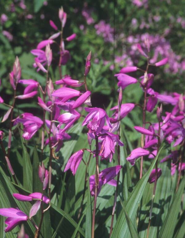 Image of Bletilla striata taken at Juniper Level Botanic Gdn, NC by JLBG