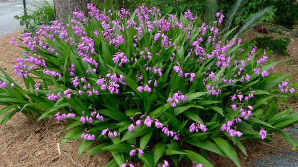 Bletilla striata