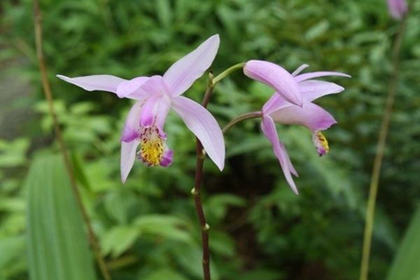 Image of Bletilla x yokohama 'Kate' PP 19,878 taken at Juniper Level Botanic Gdn, NC by JLBG