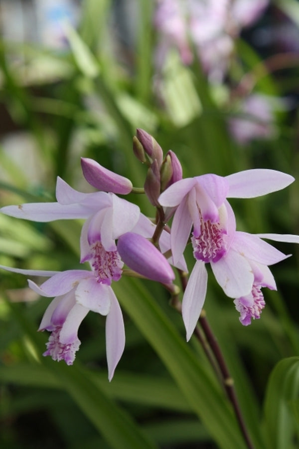 Image of Bletilla x yokohama 'Sweet Lips' taken at Juniper Level Botanic Gdn, NC by JLBG