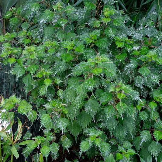 Image of Boehmeria japonica var. tenera 'Chantilly' taken at Juniper Level Botanic Gdn, NC by JLBG