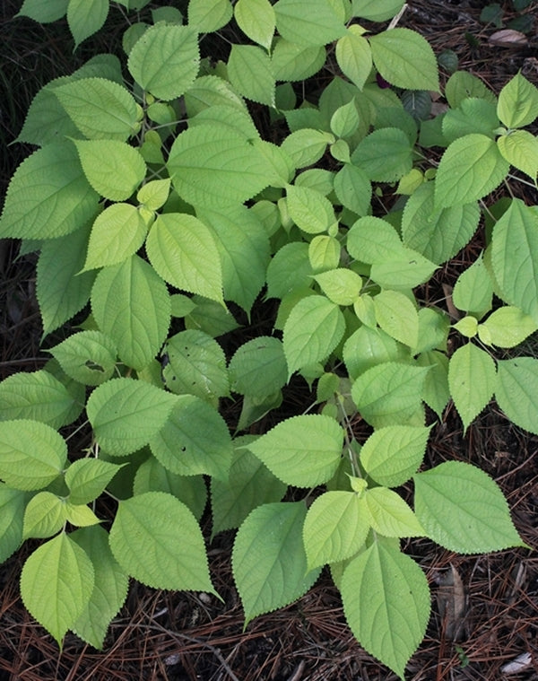 Image of Boehmeria nivea 'Glow Light'