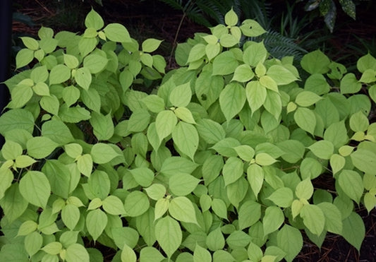 Image of Boehmeria nivea 'Glow Light'
