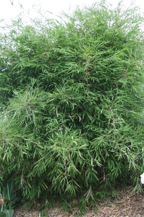 Image of Borinda boliana taken at Juniper Level Botanic Gdn, NC by JLBG