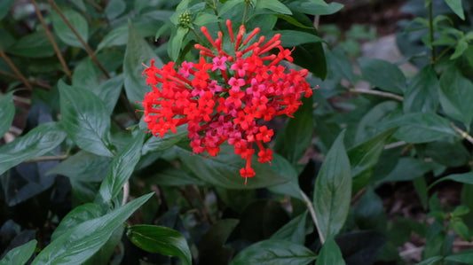 Image of Bouvardia ternifolia 'Scarlet Hummer' taken at Juniper Level Botanic Gdn, NC by JLBG