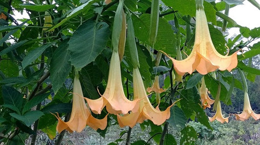 Image of Brugmansia 'Charles Grimaldi' taken at Juniper Level Botanic Gdn, NC by JLBG