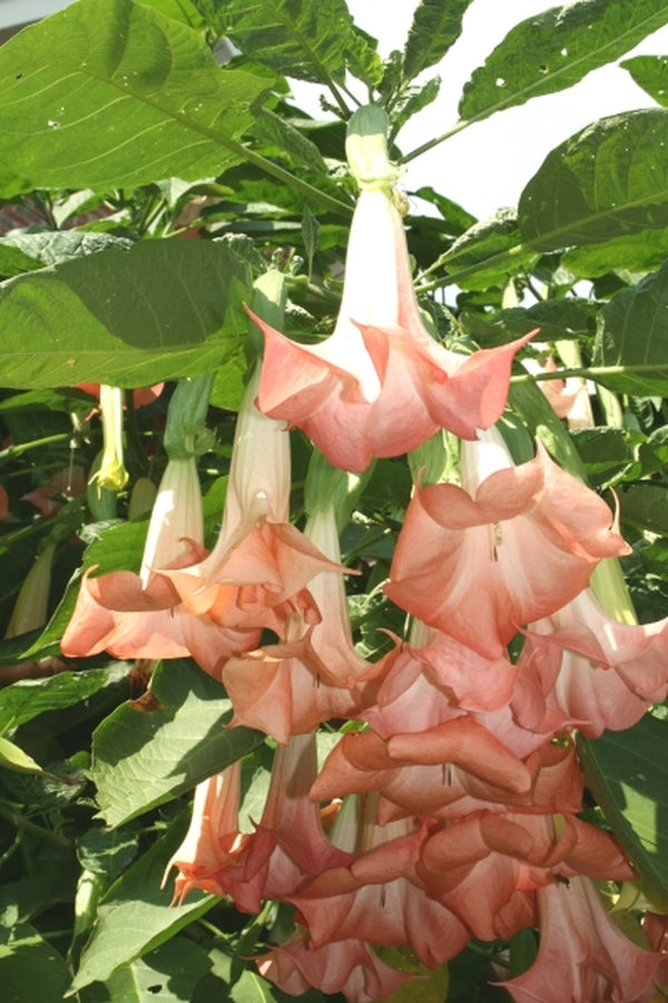 Image of Brugmansia 'Cherub' taken at Juniper Level Botanic Gdn, NC by JLBG
