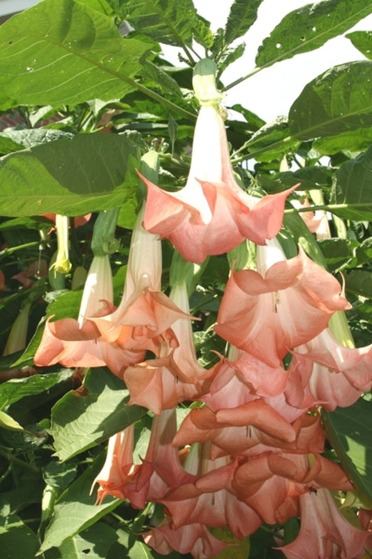 Image of Brugmansia 'Cherub' taken at Juniper Level Botanic Gdn, NC by JLBG