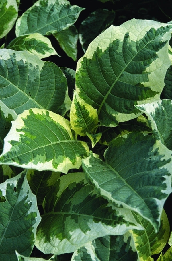 Image of Brugmansia 'Snowbank' taken at Juniper Level Botanic Gdn, NC by JLBG