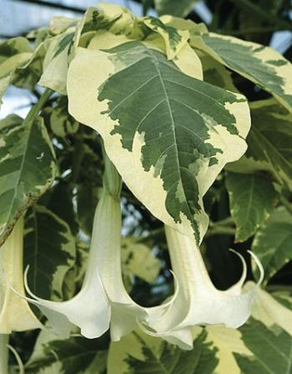 angels trumpets plant Brugmansia Snowbank