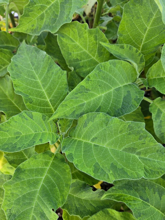 Image of Brugmansia 'Solar Eclipse' taken at Juniper Level Botanic Gdn, NC by JLBG