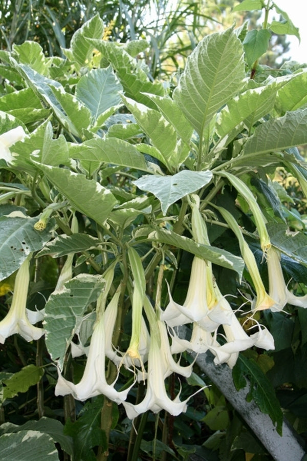 Image of Brugmansia 'Sunset' taken at Juniper Level Botanic Gdn, NC by JLBG