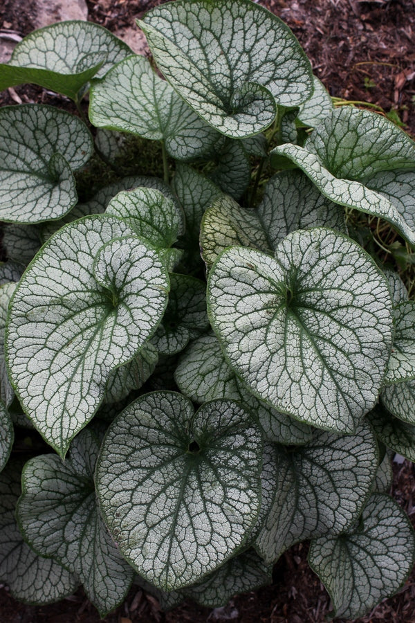 Image of Brunnera macrophylla 'Alexander's Great' PP 25,789 taken at Juniper Level Botanic Gdn, NC by JLBG